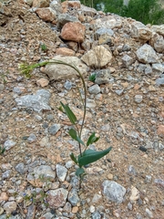 Conringia orientalis