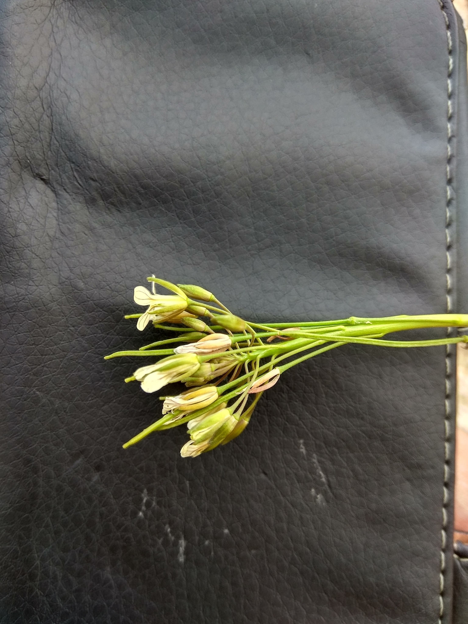 hare's ear mustard, orient-ackerkohl
