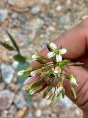 Conringia orientalis