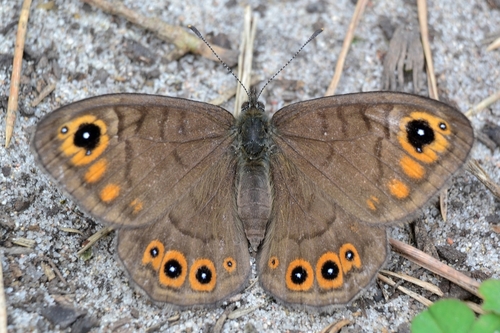 Northern Wall Brown