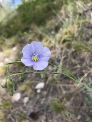 Linum pratense