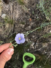 Linum pratense
