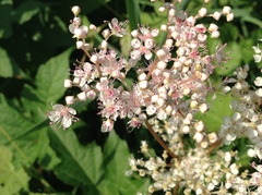 Filipendula rubra