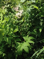 Filipendula rubra