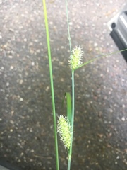Carex pellita