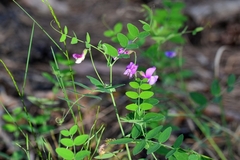 Lathyrus humilis