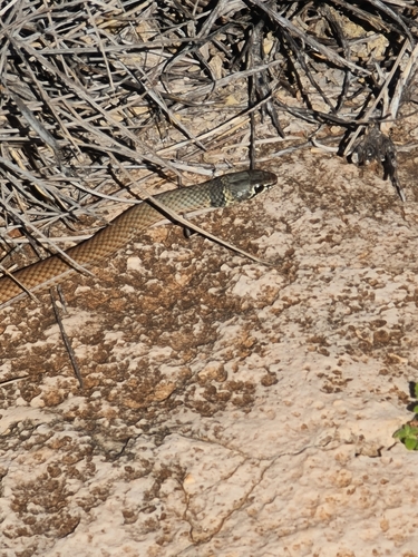 Black-necked Whipsnake