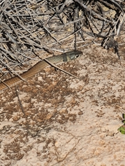 Black-necked Whipsnake