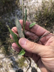 Dichanthelium erectifolium