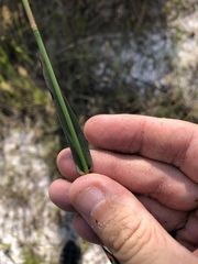 Dichanthelium erectifolium