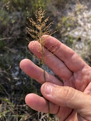 Dichanthelium erectifolium