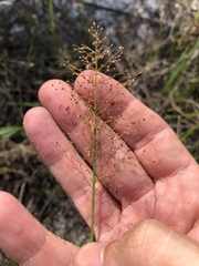 Dichanthelium erectifolium