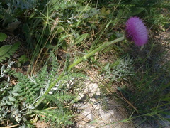 Carduus hamulosus