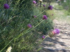 Carduus hamulosus