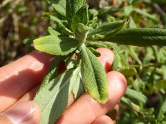 Salvia munzii