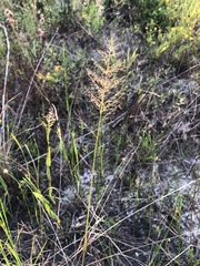 Dichanthelium erectifolium