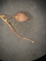 Dichanthelium erectifolium