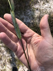 Dichanthelium erectifolium