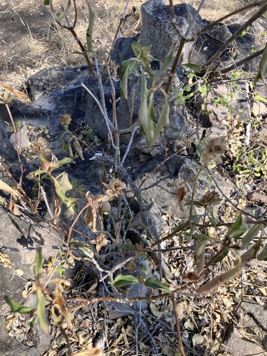 Image of Barleria crossandriformis by no rights reserved