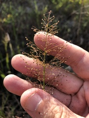 Dichanthelium erectifolium