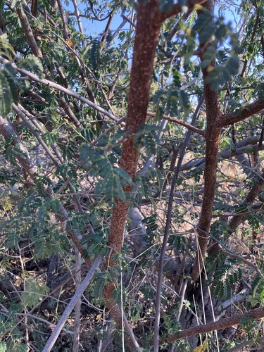 Albizia forbesii, photograph 2