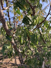 Albizia forbesii, photograph author not stated, no rights reserved