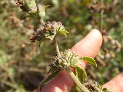 Salvia munzii