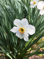 Narcissus poeticus