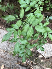 Viburnaceae