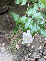 Viburnaceae