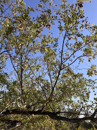Myrtle bushwillow (Terminalia myrtifolia)