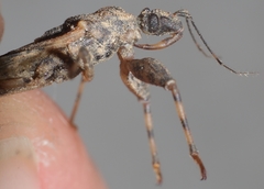 Oncocephalus squalidus