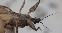 Oncocephalus squalidus