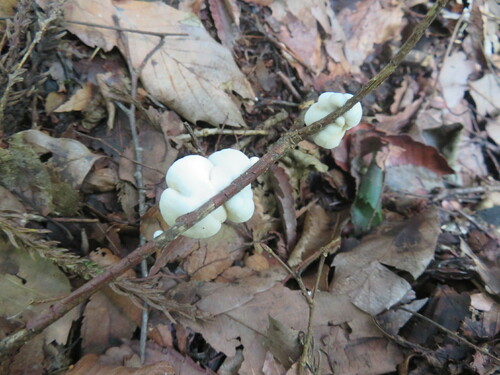 Crepidotus fusisporus