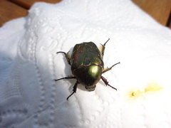 Cetonia aurata