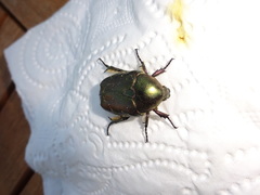 Cetonia aurata