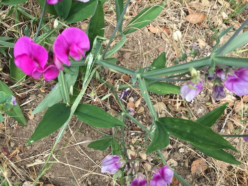 iNaturalist observation photo of broad-leaved sweet pea