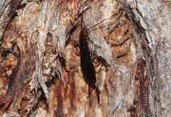 Nesogaster ruficeps
