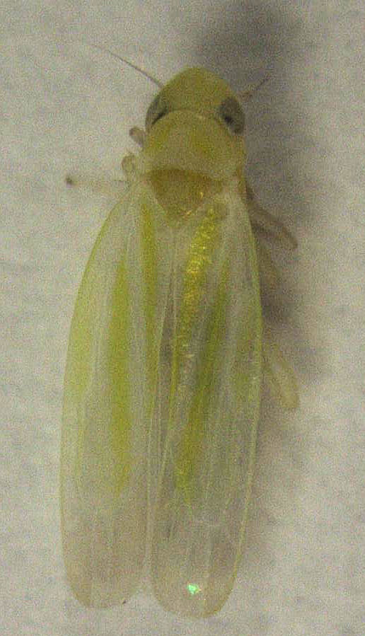 Anzygina agni