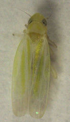 Anzygina agni