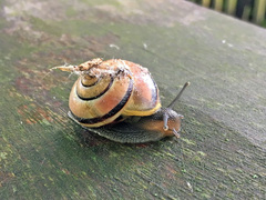 Cepaea hortensis