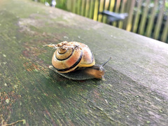 Cepaea hortensis