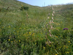 Himantoglossum caprinum