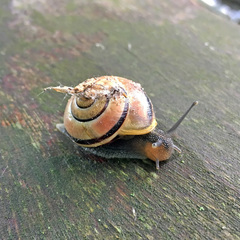 Cepaea hortensis