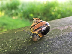 Cepaea hortensis