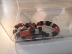 Micrurus laticollaris