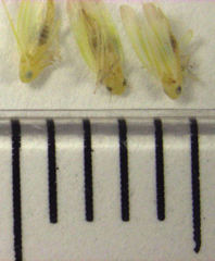 Anzygina agni