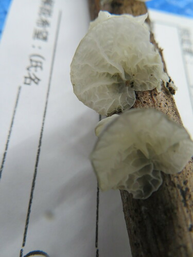 Campanella junghuhnii