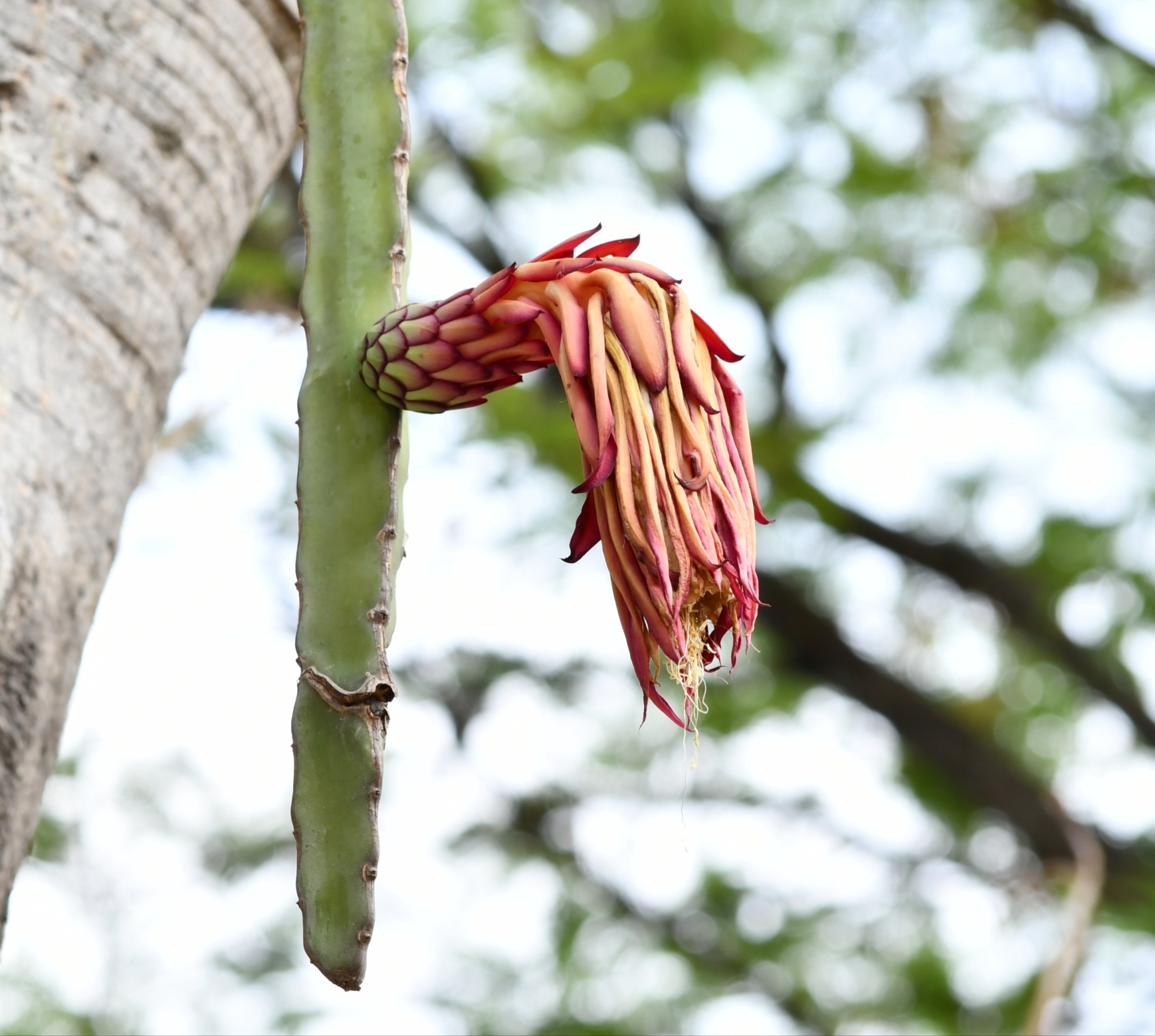 Hylocereus ocamponis
