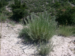 Jurinea stoechadifolia